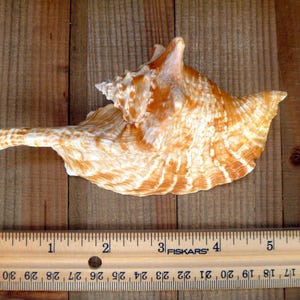 May include: A large, light brown seashell with a white and brown pattern. The shell is lying on a wooden surface.