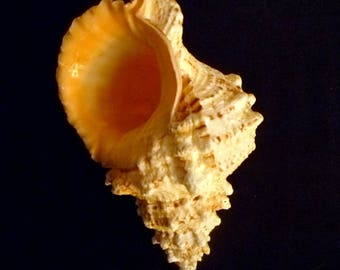 Pacific Lampas Frog Snail Shell: 8-9" Seashell for Beach Decor