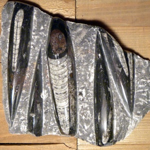 Orthoceras fossils large tablet plate 9&quot; x 7&quot; x 1.5&quot; fossil collector centerpiece curiosities
