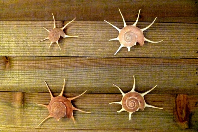 Guildfordia Yoka Seashell 3