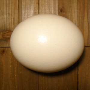 Ostrich egg 6&quot; - 7&quot;