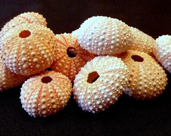 Three Pink Sea Urchins 0.75 - 2.25" beach decor wedding air plants coastal living