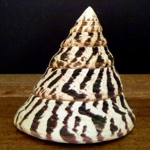 May include: A spiral seashell with a white and black striped pattern. The shell is pointed at the top and has a rounded base.