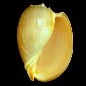 May include: A pale yellow seashell with a smooth, glossy surface. The shell is open, revealing the inside, which is a lighter shade of yellow.