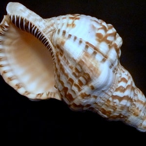 Atlantic Triton Shell: 6&quot; Caribbean Sea Shell, Beach Wedding Decor