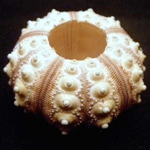 May include: A white and brown sea urchin shell with a hole in the center. The shell is covered in small bumps and has a textured surface.