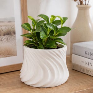 Peut inclure: Une petite plante verte aux feuilles arrondies et brillantes en pot dans une jardinière en céramique blanche. Le pot présente une texture nervurée verticale, tourbillonnante ou torsadée distincte qui enveloppe tout l'extérieur du récipient.