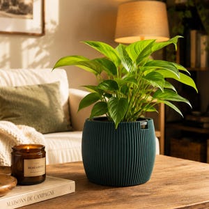 Peut inclure: Une plante d'intérieur aux feuilles vertes vibrantes dans un pot cylindrique bleu sarcelle foncé avec une texture nervurée verticale. La plante présente des feuilles larges et pointues à côté d'une bougie en verre brun avec l'étiquette Bergamote.