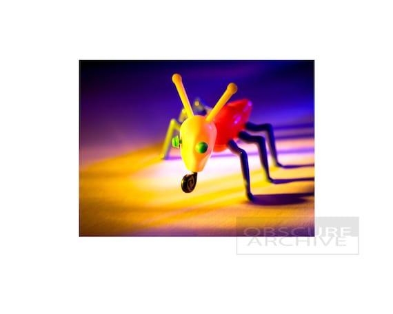 COOTIE - a Rare Mid-century Insect - Original Fine Art Photograph