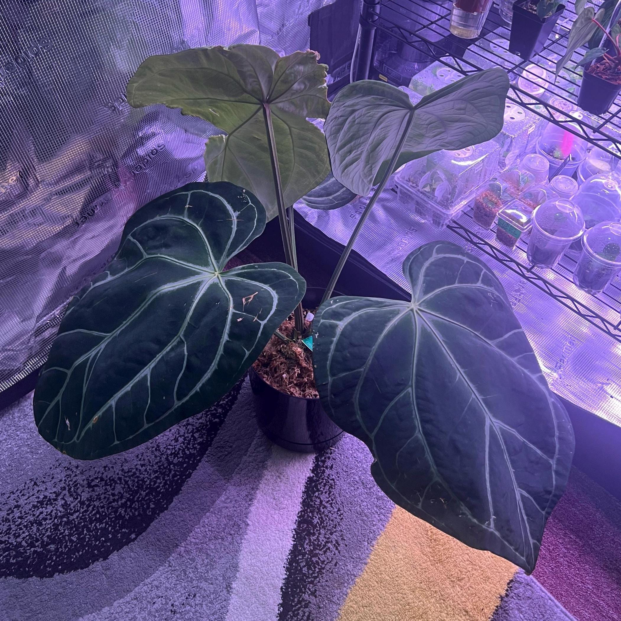 Anthurium SKG Gery✖️RC（purple） Skg Silver Anthurium - Etsy