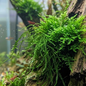 Puede incluir: Un musgo acuático de color verde vibrante adherido a un trozo de madera flotante marrón texturizada. El musgo presenta frondas delicadas y plumosas que cuelgan hacia abajo, con pequeñas burbujas de oxígeno adheridas a la superficie.
