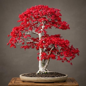 May include: A bonsai tree with a light-coloured, textured trunk and vibrant red, palmate leaves. The tree is planted in a shallow, oval-shaped ceramic pot filled with dark soil, showcasing a dense canopy of foliage and exposed surface roots.