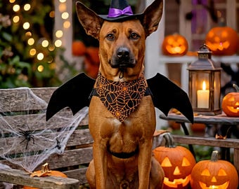 Halloween special portraits, emotional and fun images.