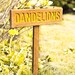 DANDELIONS Garden or Yard Sign Painted & Oil Sealed Cedar | Etsy