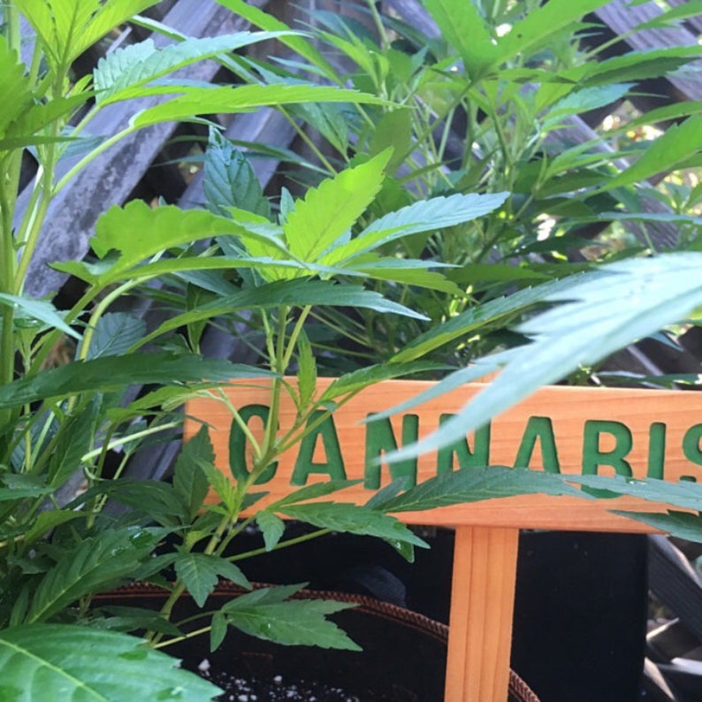 CANNABIS Sign, Marijuana Marker, Medicinal Herbs Signage, Grow Room Sign, Custom Sign, Personalized Marker, Garden Art, Indoor Decor image 4