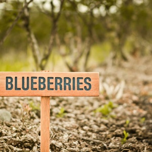 BLUEBERRIES Sign, Fruit Marker, Garden Sign, Plant Label, Blueberry, Outdoor Sign, Yard Art, Fruit, Made in Oregon, Perennial Fruit Sign
