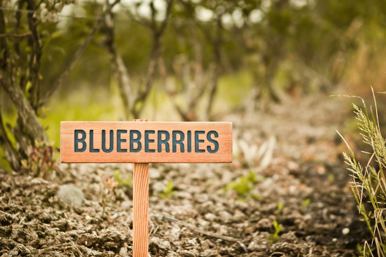 BLUEBERRIES Sign, Fruit Marker, Garden Sign, Plant Label, Blueberry, Outdoor Sign, Yard Art, Fruit, Made in Oregon, Perennial Fruit Sign image 1