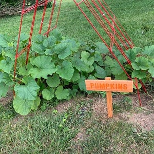 PUMPKINS Garden Sign, Halloween Garden Sign, Vegetable Marker, Outdoor Sign, Yard Art, Garden Decoration, Squash Vegetable, Pumpkin