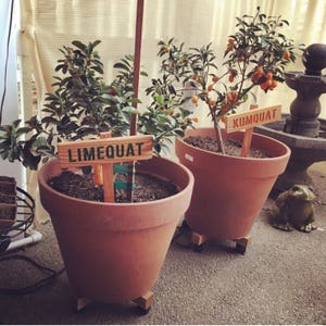 KUMQUAT Rustic Tree Sign, Hand Routed, Citrus Tree Garden Sign, Tree Markers, Custom Garden Sign, Personalized Garden Marker, Outdoor Marker