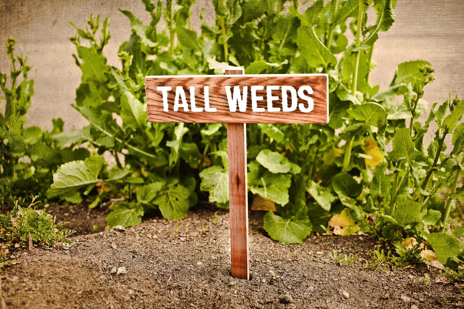 Tall Weeds Cour ou Jardin Signe d'humour, Peint - Huile Scellé Bois de Cèdre Main Routée, Personnali