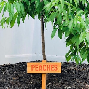 May include: A young peach tree with green leaves and a wooden sign that says "PEACHES" in orange letters.