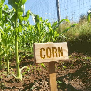 CORN Garden Sign, Painted & Oil Sealed Cedar Wood: Hand Routed, Plant Marker, Garden Marker, Custom Garden Sign, Personalized Garden Marker