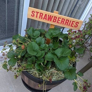 STRAWBERRIES Garden Sign, Painted & Oil Sealed Cedar Wood: Hand Routed, Red Garden Sign, Summer Fruit, Gardener Gift, Custom Garden Sign image 3