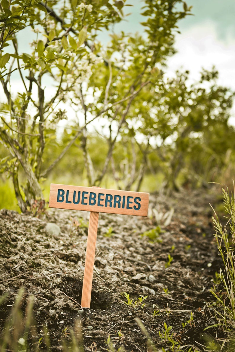BLUEBERRIES Sign, Fruit Marker, Garden Sign, Plant Label, Blueberry, Outdoor Sign, Yard Art, Fruit, Made in Oregon, Perennial Fruit Sign image 4