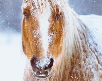 Winter Horse Portrait Beautiful Mare -Equine Art -Home Decor -Wall Art -Veterinary Office Art -Fine Art Photo Print On Metallic Paper