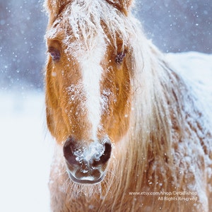 Inverno Ritratto Di cavallo Bella Mare -Equine Art -Home Decor -Wall Art -Veterinary Office Art -Fine Art Photo Print On Metallic Paper