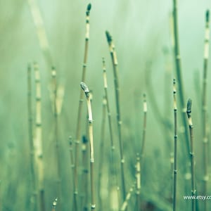 Misty Reeds Horsetail Grass Fine Art Nature Print Peaceful Nature Spring Green Serenity Minimalist Zen Wall Art Photography Home Decor image 1