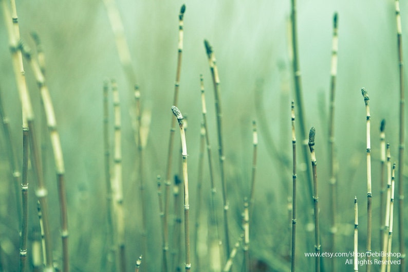 Misty Reeds Horsetail Grass Fine Art Nature Print Peaceful Nature Spring Green Serenity Minimalist Zen Wall Art Photography Home Decor image 1