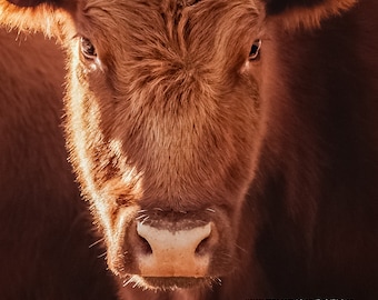 Cow Art -Red Angus Cow Closeup -Farm & Ranch Cattle -Home Decor Wall Art -Fine Art Photography -Canvas Gallery Wrap With Or Without Frame