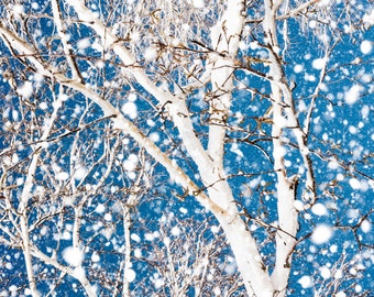 Birch Tree Winter Snow Storm -Bare Branches -Blue & White -Nature Photography -Home Decor Wall Art -Canvas Gallery Wrap OR Fine Art Print