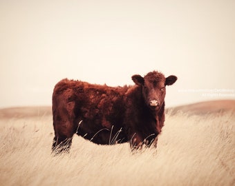 Red Angus Cow On Grassy Montana Prairie | Farm & Ranch Animal | Cattle | Home Decor Fine Canvas Gallery Wrap | Veterinarian Wall Art