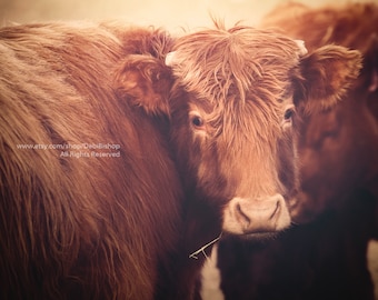 Pretty Red Cow Closeup -Farm And Ranch Life -Agriculture Farm Animal -Cow Art Canvas Gallery Wrap-Home Decor -Fine Art Photography -Wall Art