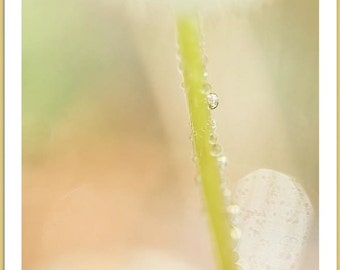 Dandelion Stem With Drops Of Dew -Nature Floral Wall Art -Soft Bokeh & Pastel -Fine Art Photograph On Metallic Paper -Living Room Wall Decor