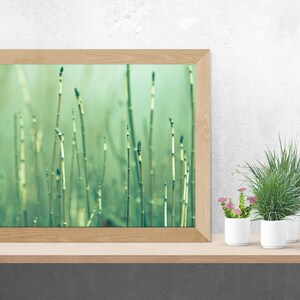 Misty Reeds Horsetail Grass Fine Art Nature Print Peaceful Nature Spring Green Serenity Minimalist Zen Wall Art Photography Home Decor image 3