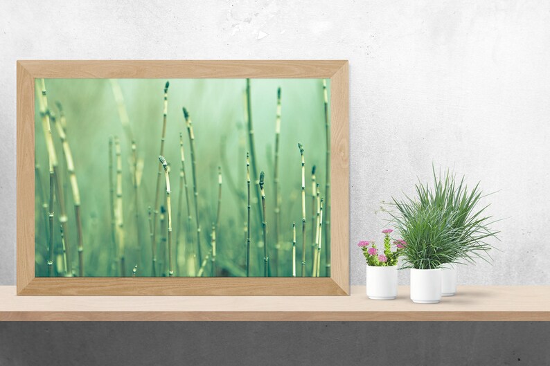 Misty Reeds Horsetail Grass Fine Art Nature Print Peaceful Nature Spring Green Serenity Minimalist Zen Wall Art Photography Home Decor image 3