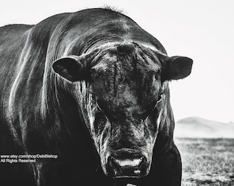 Big Black Angus Bull Tough Stare -Fine Art Photography Print -Farm Ranch Animal Cattle -Black & White Photography -Farm House Decor -Cow Art