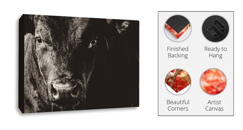May include: Monochrome canvas print depicting a bull's face, focusing on its eyes and nose. The artwork is ready to hang and features finished backing and beautiful corners. The canvas is an artist canvas.