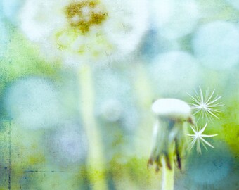 Spring Dandelion Nature Botanic & Bokeh -Blue Green Cyan Textured -Photograph -Home Decor Fine Art Print Wall Art