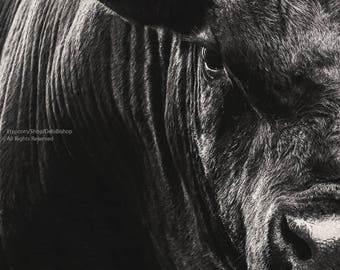 May include: A close-up black and white photo of a cow's face. The cow's eye is visible, and the fur is textured. The photo is cropped to show only the cow's face.