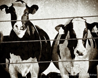 Two Holstein Dairy Cows -Farm and Ranch Country Life -Black & White Photography -Farm House Decor -Fine Art Print