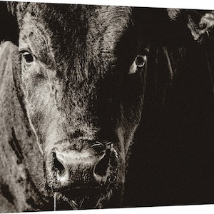 May include: A monochrome close-up of a cow's face. The image focuses on the cow's eyes, nose, and mouth, with a detailed view of its fur. The lighting creates shadows, highlighting the animal's features. The overall theme is farm animal portraiture.
