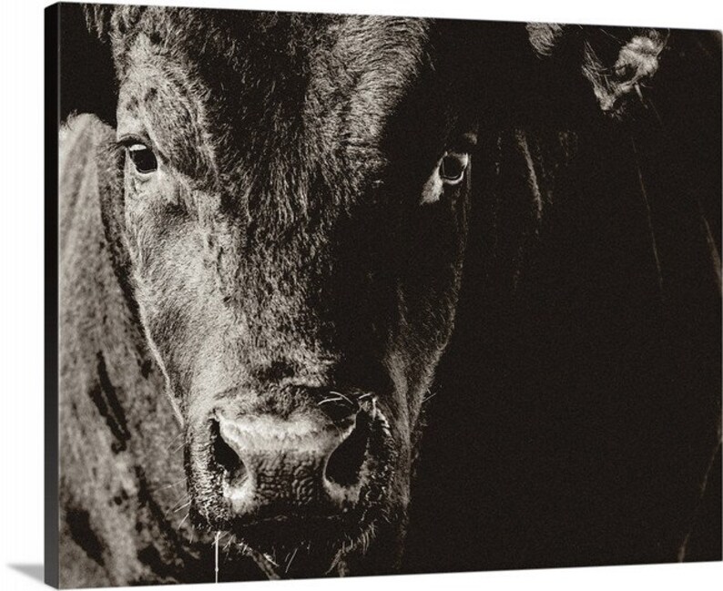 May include: A monochrome close-up of a cow's face. The image focuses on the cow's eyes, nose, and mouth, with a detailed view of its fur. The lighting creates shadows, highlighting the animal's features. The overall theme is farm animal portraiture.