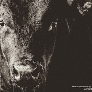May include: A sepia-toned, close-up photograph of a black cow's face. The image focuses on the cow's eyes, nose, and mouth, with the texture of the fur clearly visible. The Etsy shop URL and copyright details are displayed at the bottom of the image.