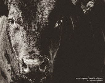 Big Black Angus Bull Closeup -Fine Art Photography Print -Farm Ranch Animal -Cattle -Black & White Photography -Farm House Decor  -Cow Art