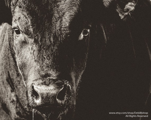 Big Black Angus Bull Closeup - Fine Art Print OR Canvas Wrap  -Cow Wall Art -Farm House / Ranch House Decor for Cow Lovers -Black & White