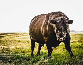Big Black Angus Bull Closeup With Attitude -Canvas Gallery Wrap -Cow Wall Art -Montana Prairie Grass -Veterinarian Wall Decor -Home Decor